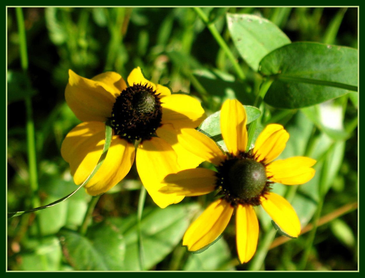 coneflower, CLASPING LEAF, yellow flower, 2200 SEEDS!