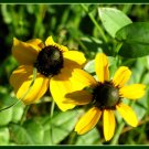 coneflower, CLASPING LEAF, yellow flower, 2200 SEEDS!