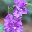 mountain garland, CLARKIA, 1500 seeds!