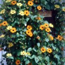 black-eyed susan vine, THUNBERGIA, 12 SEEDS!