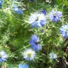 love in a mist, blue, LOVE-IN-A-MIST 200 seeds!