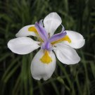 iris, AFRICAN IRIS, perennial white flower, FORTNIGHT LILY, 10 seeds!