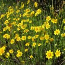 goldfields, LASTHENIA GLABRATA, yellow flower, 230 seeds!