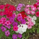 phlox, BEAUTY MIX, 190 SEEDS!