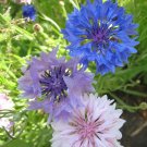 bachelor button mix, BACHELOR'S BUTTONS MIX, 50 seeds!
