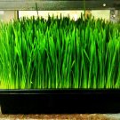 wheat, WHEATGRASS,, catgrass, cat grass, 1/2 lb seeds! wheat, WHEATGRASS,, catgrass, cat grass, 1/2 lb seeds!
