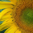 sunflower, TALL, FAST GROWING FENCE, 1/2 LB SEEDS sunflower, TALL, FAST GROWING FENCE, 1/2 LB SEEDS
