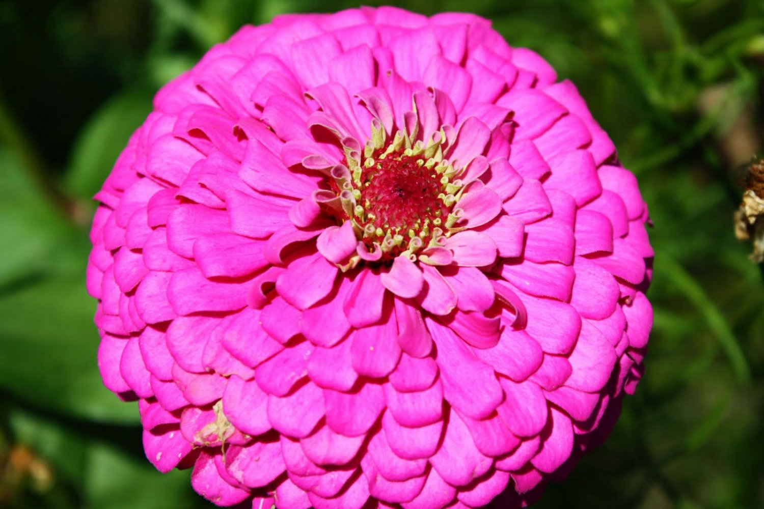 zinnia, PINK, fully double FLOWER, 60 seeds!