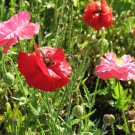 poppy, POPPIES - SHIRLEY MIX, corn poppy flower - 595 seeds!