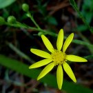 aster, GOLDEN ASTER, perennial WILDFLOWER long blooming, 640 seeds! aster, GOLDEN ASTER, perennial WILDFLOWER long blooming, 640 seeds!