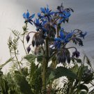 borage, EDIBLE blue FLOWER, 25 seeds!
