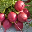 radish, COMET RED white inside, EARLY variety, 25 DAYS, 360 seeds radish, COMET RED white inside, EARLY variety, 25 DAYS, 360 seeds