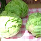 cabbage, DANISH BALLHEAD, 10 lb HEADS! 175 seeds!