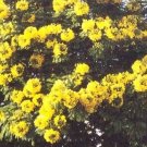 gold medallion, HUGE GOLD yellow FLOWERS, 10 SEEDS!