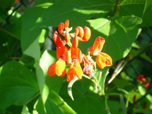 bean, SCARLET RUNNER BEANS, flower, 15 SEEDS!