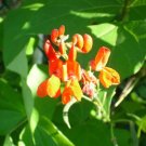 bean, SCARLET RUNNER BEANS, flower, 15 SEEDS!