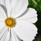 cosmos, WHITE PSYCHO, annual flower, 240 seeds!