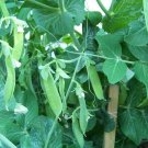 pea, LITTLE MARVEL green garden bush 175 SEEDS