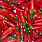 pepper, TABASCO HOT PEPPER, 10 seeds!