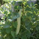 melon, SERPENT MELON, ARMENIAN CUCUMBER, 20 SEEDS