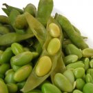 soybean, MIDORI GIANT, green suShi EDAMAME, 10 seeds!