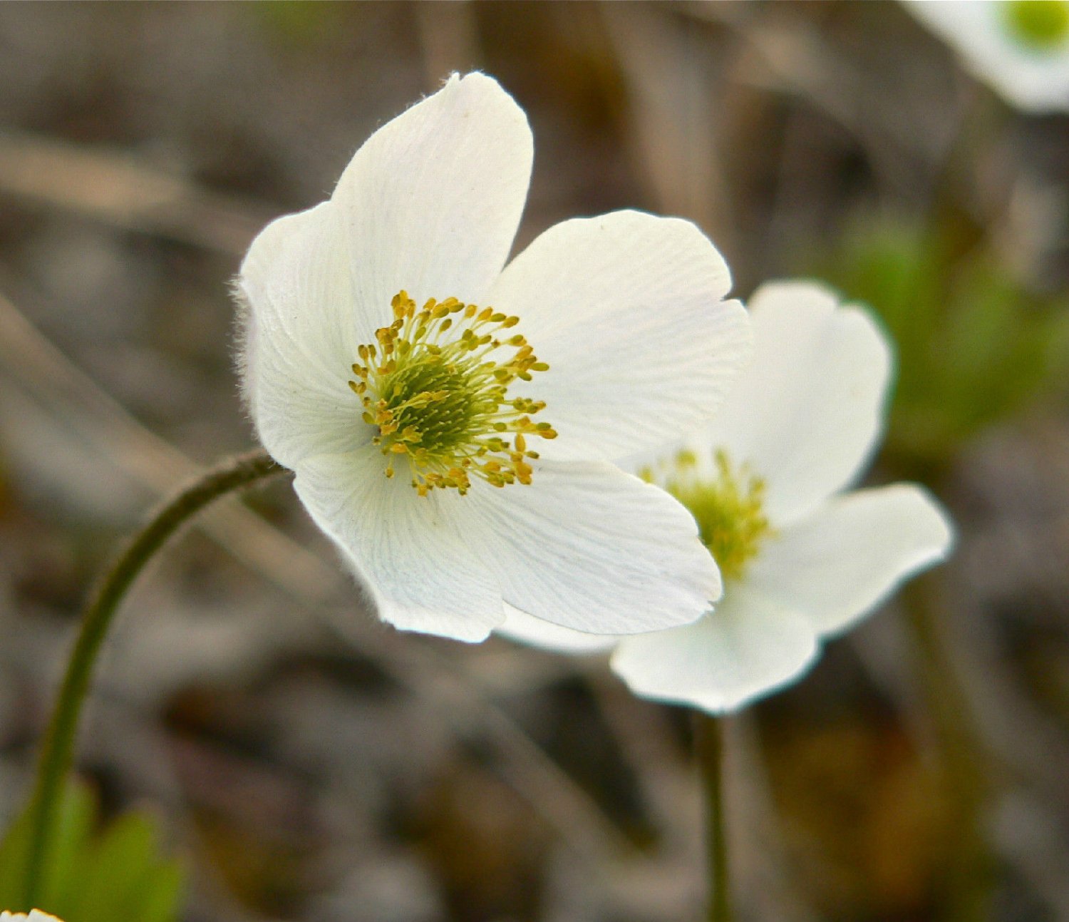 anemone, CANADA WINDFLOWER, wind WHITE PERENNIAL flower, 10 SEEDS!
