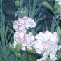 carnation, DWARF VIENNA GRENADIN MIX, 50 seeds!