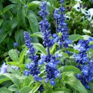 sage, BLUE flower, Salvia farinacea, 60 SEEDS!