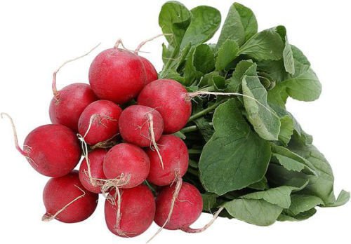 radish, EARLY SCARLET GLOBE, RED RADISH, 55 seeds
