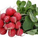 radish, EARLY SCARLET GLOBE, RED RADISH, 55 seeds