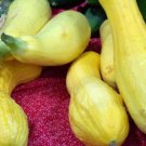 squash, CROOKNECK, golden summer, 10 seeds!