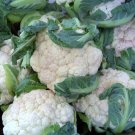 cauliflower, EARLY SNOWBALL, 112 seeds!
