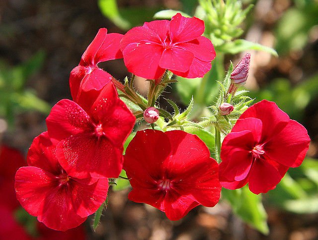 phlox drummond, RED FLOWER, 170 SEEDS!