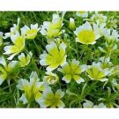 poached egg plant, limmanthus douglasii, MEADOW FOAM, 130, SEEDS!