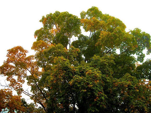 maple, TALL MAPLE SHADE TREE, 15 SEEDS!