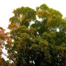 maple, TALL MAPLE SHADE TREE, 15 SEEDS!