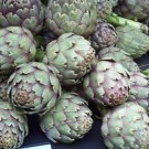 artichoke, GREEN GLOBE, heirloom, 10 SEEDS!