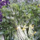 parsley, Italian, HERB AND GARNISH, flat leafed, 70 seeds!