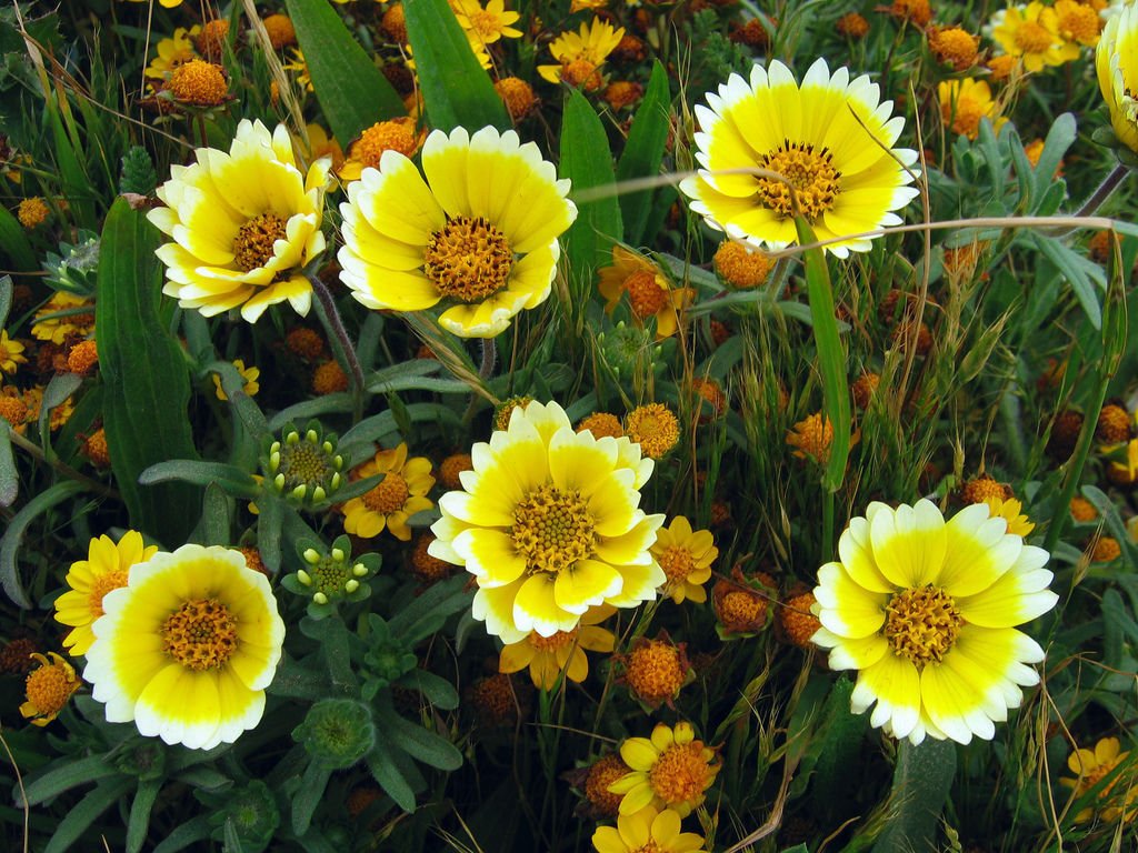 tidy tips, DROUGHT TOLERANT, yellow flower, 65 SEEDS!