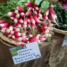radish, FRENCH BREAKFAST RADISH, 265 seeds radish, FRENCH BREAKFAST RADISH, 265 seeds