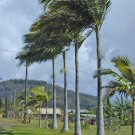 palm, KING PALM, Bangalow, Piccabeen, 5 seeds!