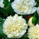 poppy, CREAM PEONY, papaver paeoniflorum POPPIES, 105 Seeds!