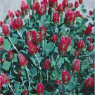 clover, CRIMSON CLOVER, cover crop, red, attrracts bees, 1 oz seeds!