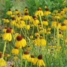 coneflower, PRAIRIE, LIKES IT DRY, yellow flower, 600 seeds!
