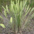 june grass, PERENNIAL ORNAMENTAL, 160 seeds! june grass, PERENNIAL ORNAMENTAL, 160 seeds!