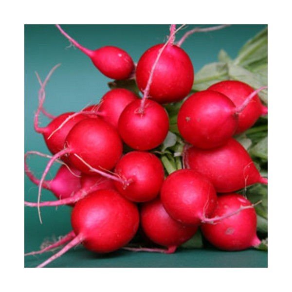radish, CHERRY BELLE, white inside,, EARLY variety, 23 DAYS, 45 seeds