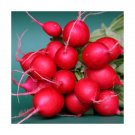 radish, CHERRY BELLE, white inside,, EARLY variety, 23 DAYS, 45 seeds