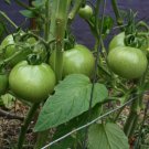 tomato, EMERALD EVERGREEN HEIRLOOM, 10 seeds!