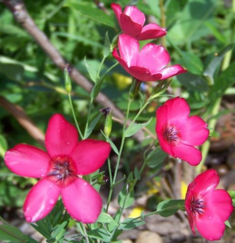 flax, scarlet, DROUGHT TOLERANT, scarlet red flower, 120 seeds!
