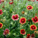 indian blanket, DROUGHT RESISTANT, 130 SEEDS!
